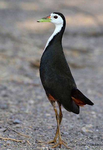 White-breasted Waterhen - ML379732821