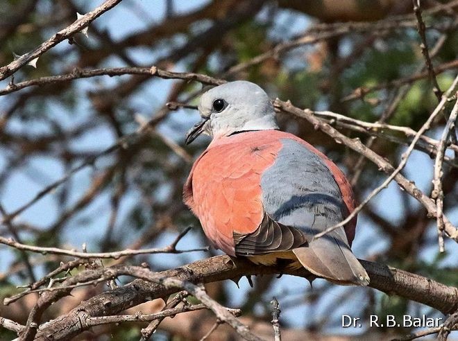 Red Collared-Dove - ML379732841