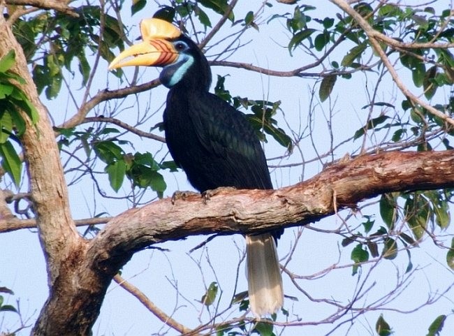 Knobbed Hornbill - ML379733011