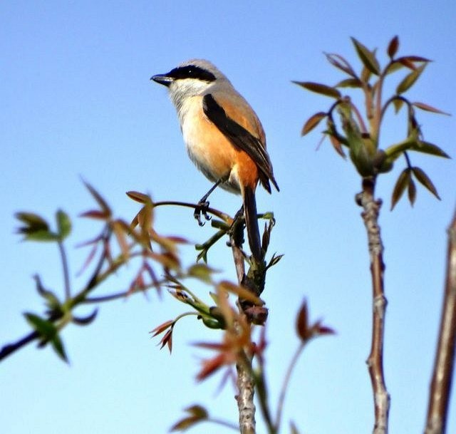 Long-tailed Shrike (erythronotus/caniceps) - ML379733061