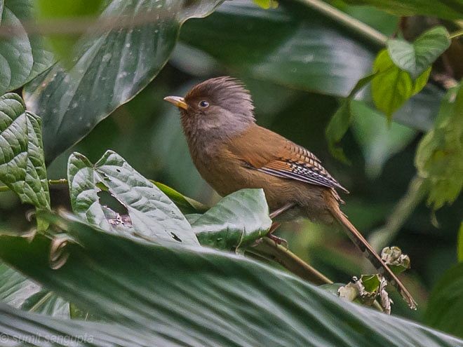 Rusty-fronted Barwing - Sumit  Sengupta