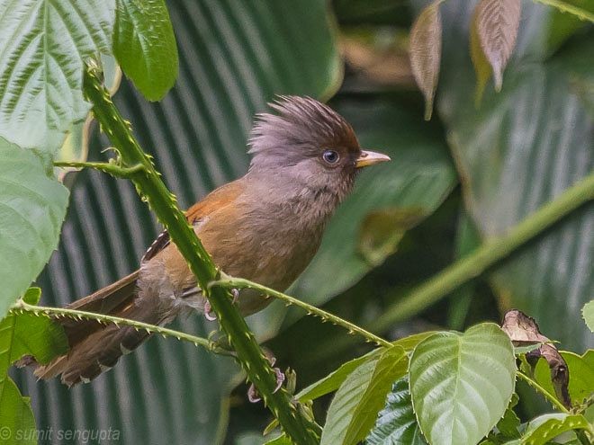 Rusty-fronted Barwing - ML379733141