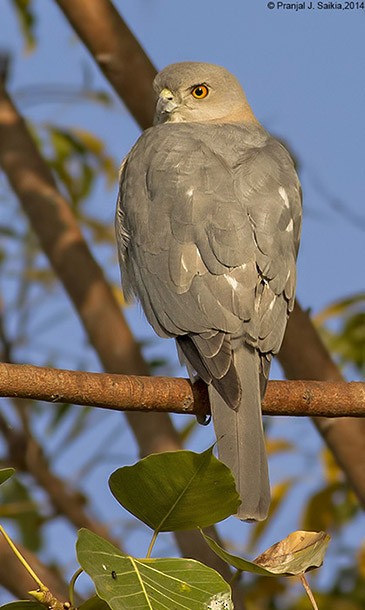 Shikra - ML379733301