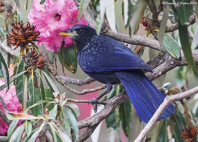 Blue Whistling-Thrush (Yellow-billed) - ML379733351