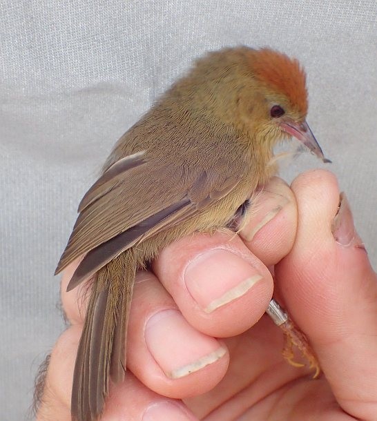 Rufous-capped Babbler - ML379733541