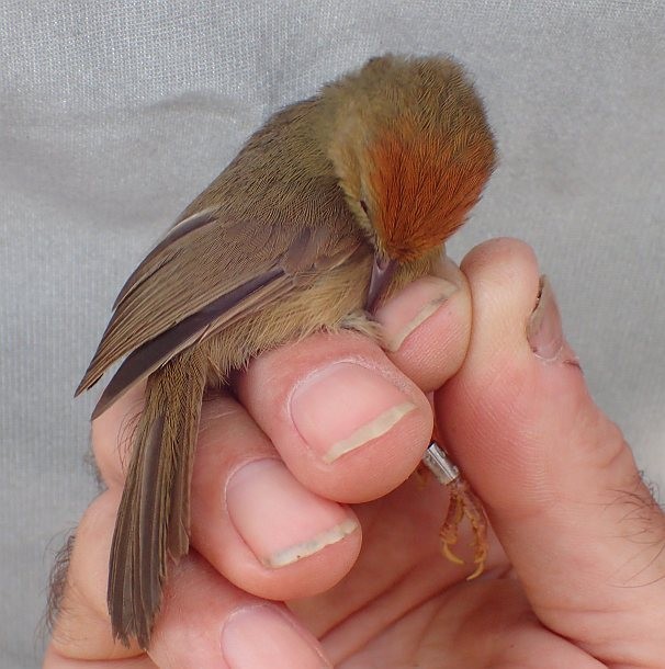 Rufous-capped Babbler - ML379733551