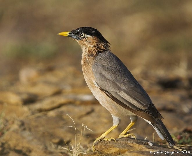 Brahminy Starling - Sunil Singhal