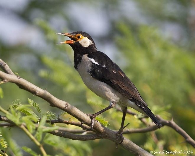 Indian Pied Starling - Sunil Singhal