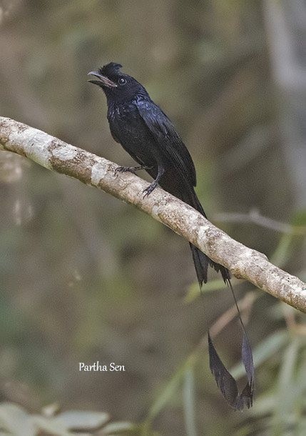 Greater Racket-tailed Drongo - PARTHA SEN