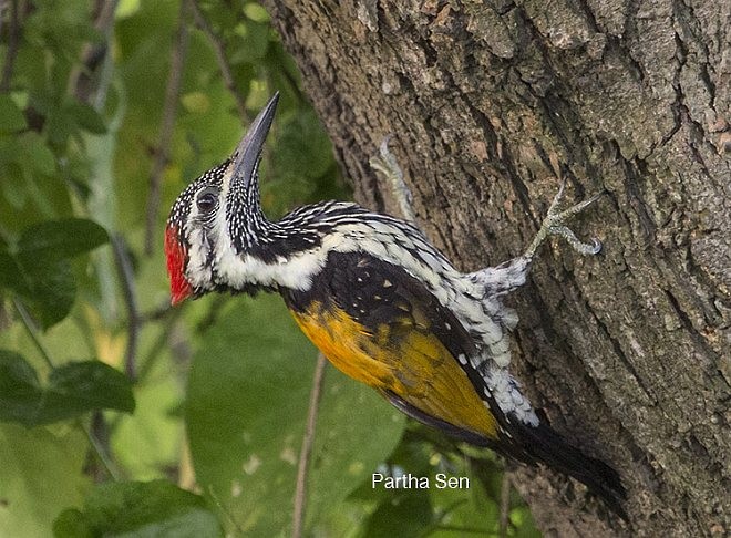 Black-rumped Flameback - ML379733651