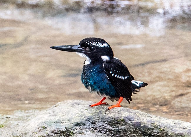 Southern Silvery-Kingfisher - ML379733711