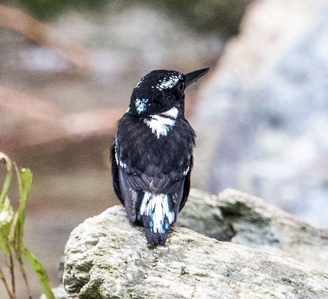Southern Silvery-Kingfisher - ML379733731