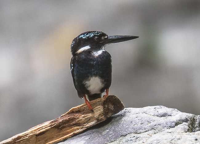 Southern Silvery-Kingfisher - ML379733741