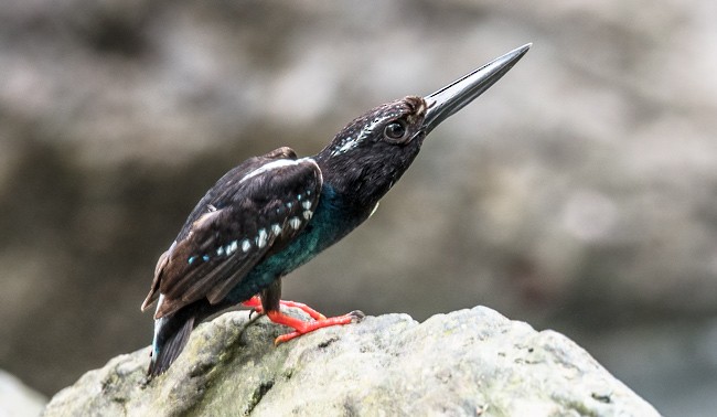Southern Silvery-Kingfisher - ML379733751