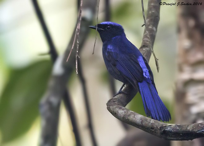 Large Niltava - ML379733761