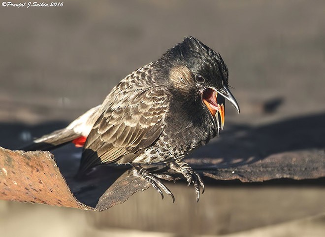 Red-vented Bulbul - ML379733781