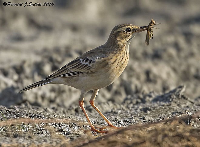 Paddyfield Pipit - ML379733811