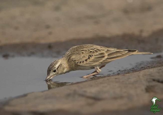 Greater Short-toed Lark - Sunil Singhal