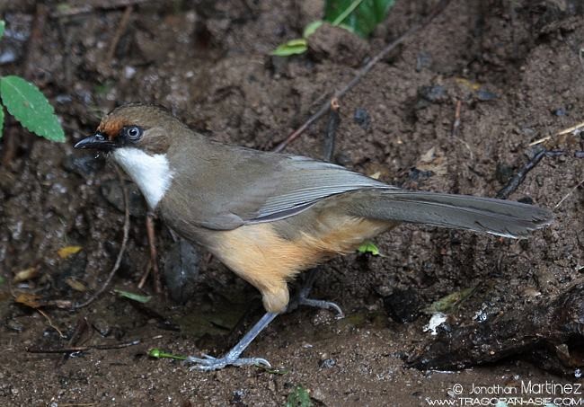 White-throated Laughingthrush - ML379733881