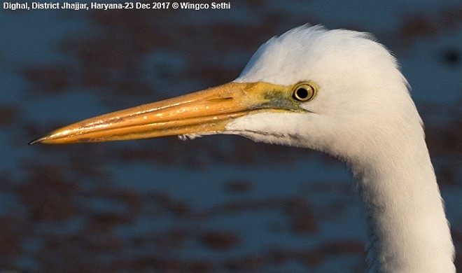 Great Egret (modesta) - ML379733911