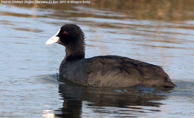 Eurasian Coot - ML379733921