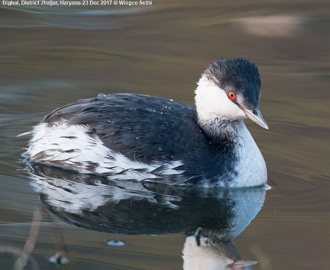 Horned Grebe - ML379733941