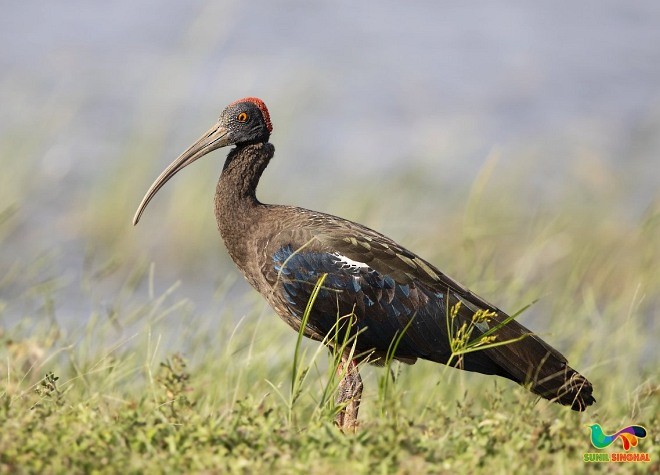 Red-naped Ibis - Sunil Singhal