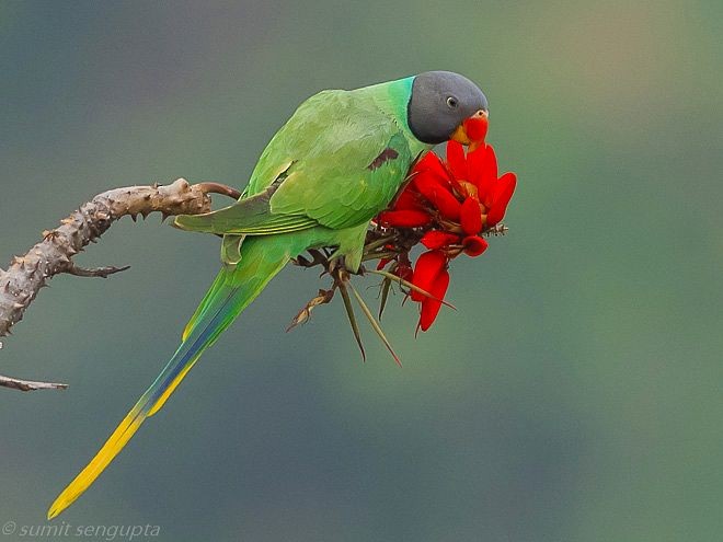 Slaty-headed Parakeet - Sumit  Sengupta