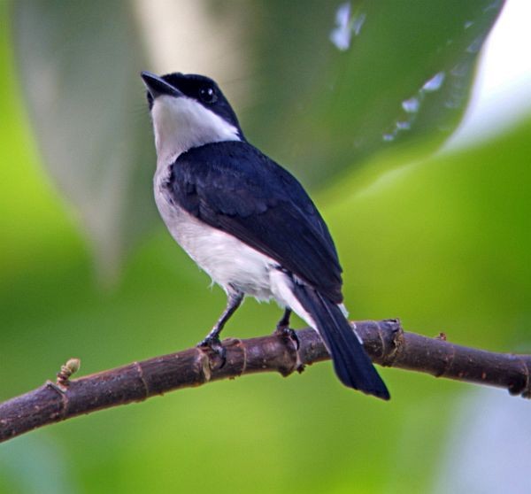 Black-winged Flycatcher-shrike - ML379734141