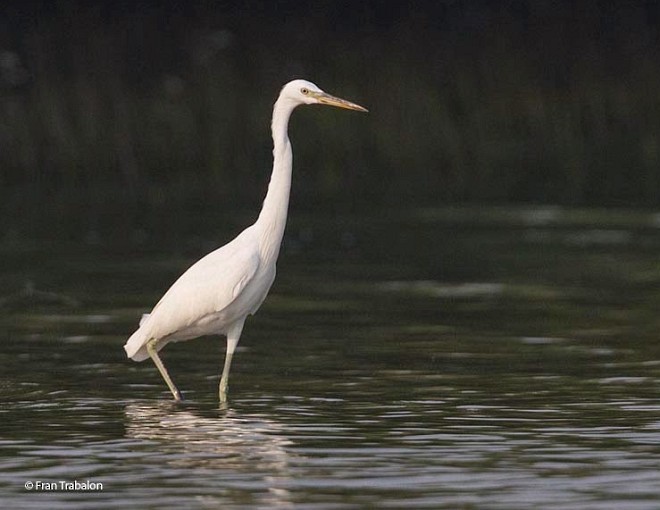 Chinese Egret - Fran Trabalon