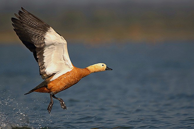 Ruddy Shelduck - Santanu  Chatterjee