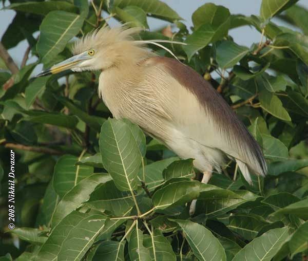 Indian Pond-Heron - Nikhil Devasar