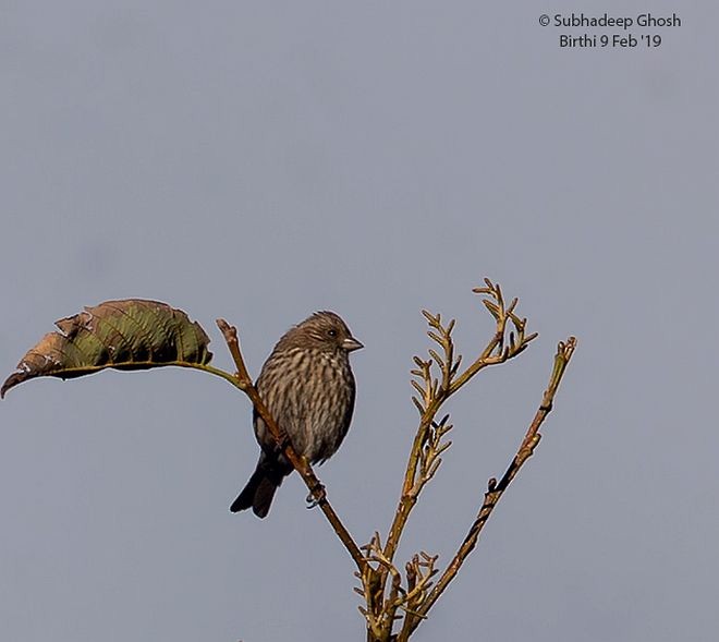 Himalayan Beautiful Rosefinch - ML379734391