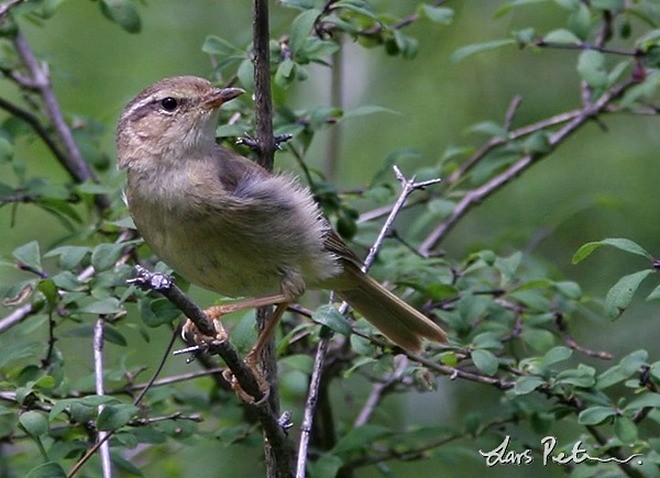 Yellow-streaked Warbler - ML379734401