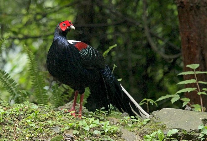 Swinhoe's Pheasant - ML379734431