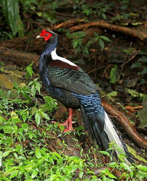 Swinhoe's Pheasant - ML379734691