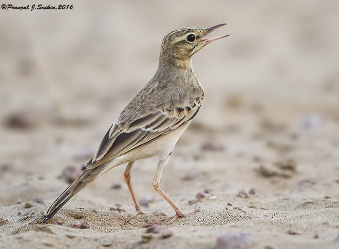 Tawny Pipit - ML379734811