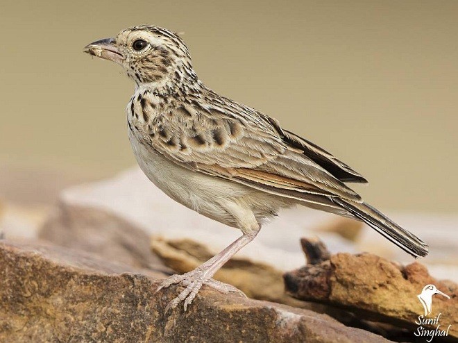 Indian Bushlark - Sunil Singhal