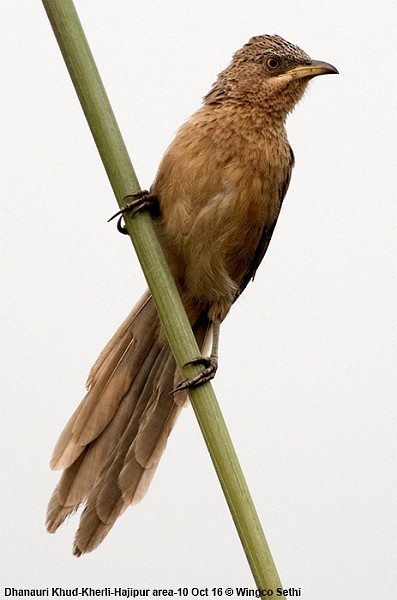 Striated Babbler - ML379734871