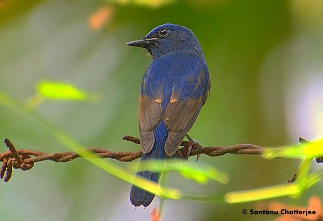 Blue-throated Flycatcher - Santanu  Chatterjee