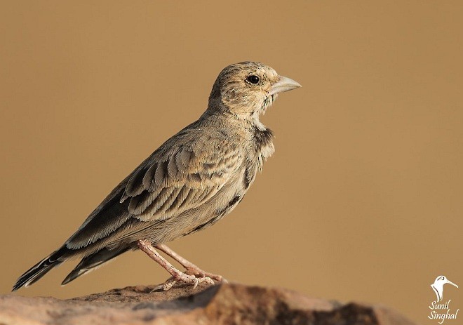 Ashy-crowned Sparrow-Lark - Sunil Singhal
