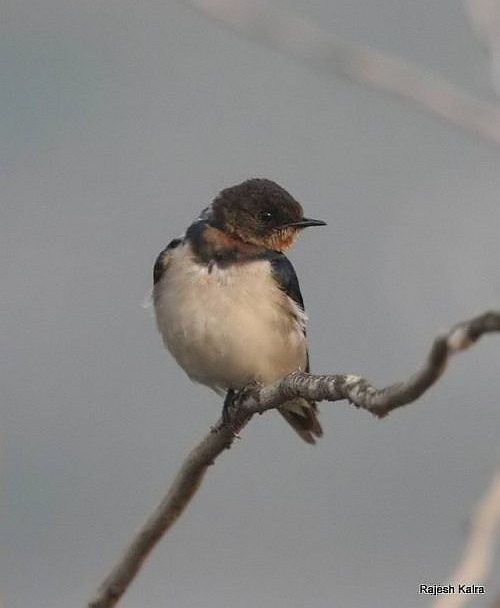 Barn Swallow - ML379734951