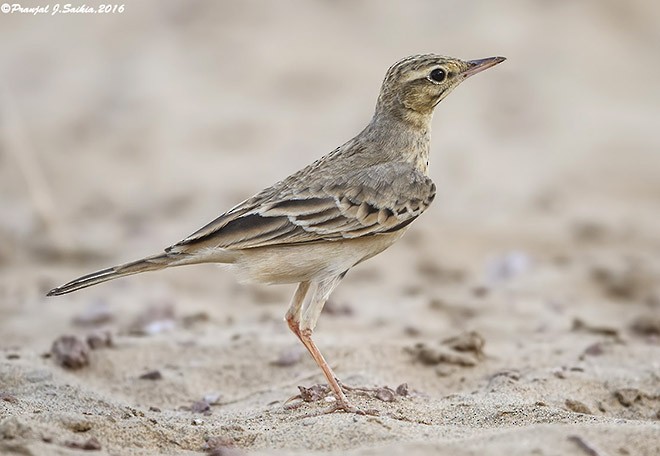 Tawny Pipit - ML379734961