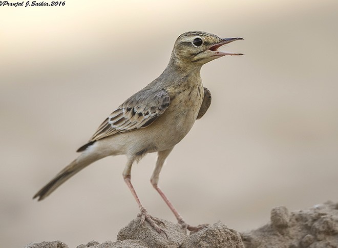 Tawny Pipit - ML379734971