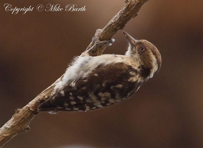Brown-capped Pygmy Woodpecker - ML379735001