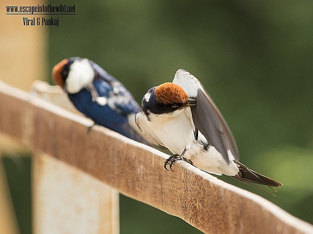 Wire-tailed Swallow - ML379735161