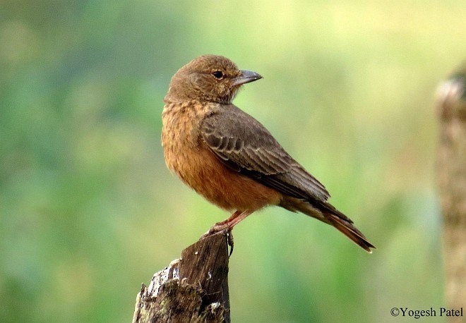 Rufous-tailed Lark - Yogesh Patel