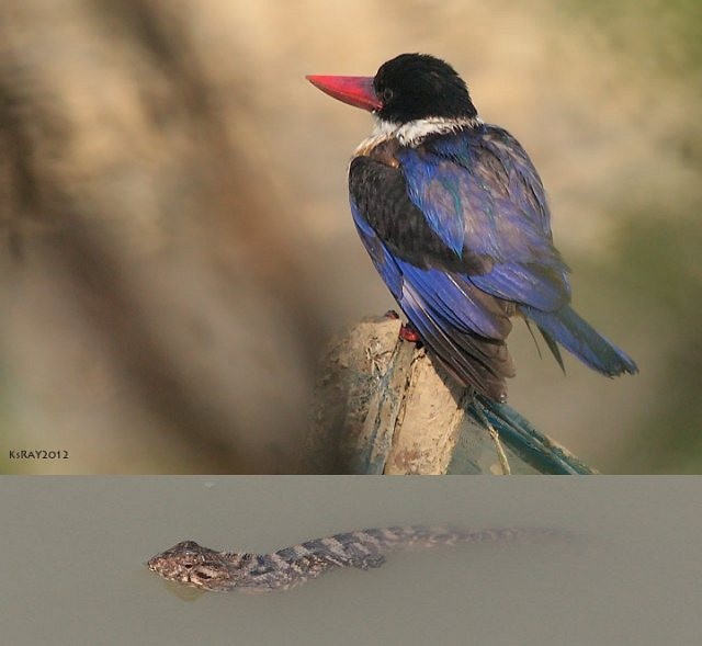 Black-capped Kingfisher - Kshounish Ray