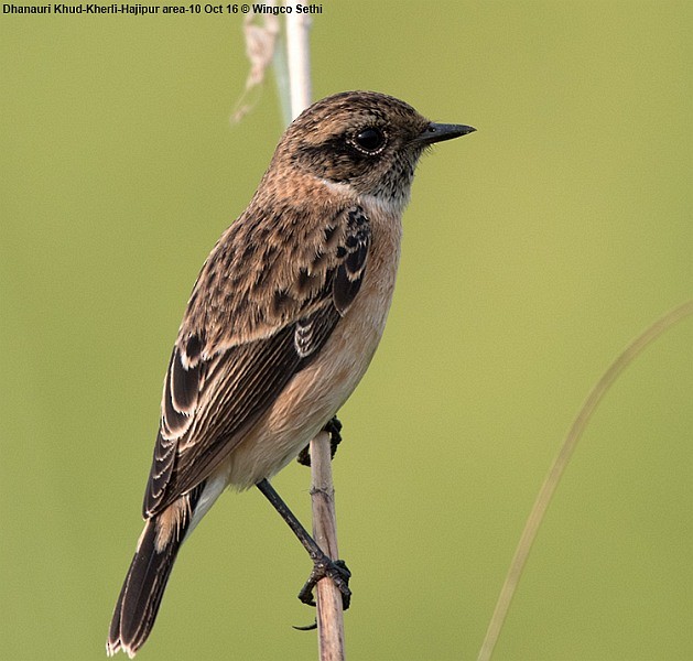 Siberian Stonechat - ML379735241