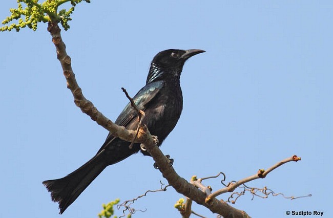 Hair-crested Drongo (Hair-crested) - Sudipto Roy